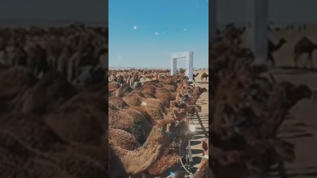 В Казахстане новый рекорд Гинеса.