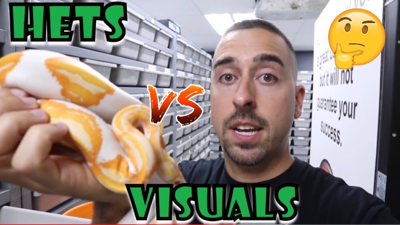 SHOULD YOU BUY HETS OR VISUALS? + CLEANING TIPS