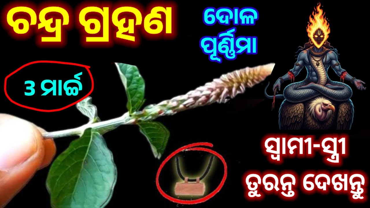 ଚନ୍ଦ୍ର ଗ୍ରହଣ ଦିନ ଘରକୁ ନେଇ ଆସନ୍ତୁ ଏହି ଗଛର ଚେର/Chandra grahan 2026/lunar eclipse 3 March 2026