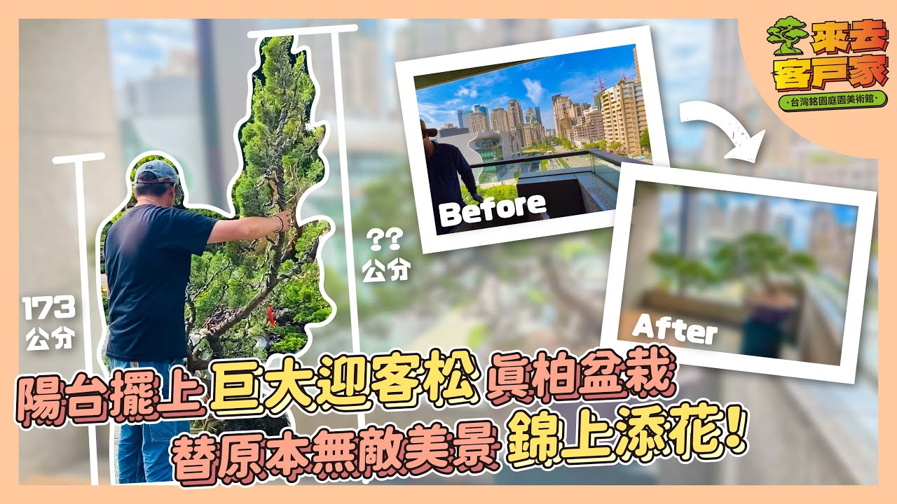 陽台擺上巨大迎客松真柏真柏盆栽，替原本無敵美景錦上添花！Bonsai Tree Delivery.｜台灣銘園庭園美術館