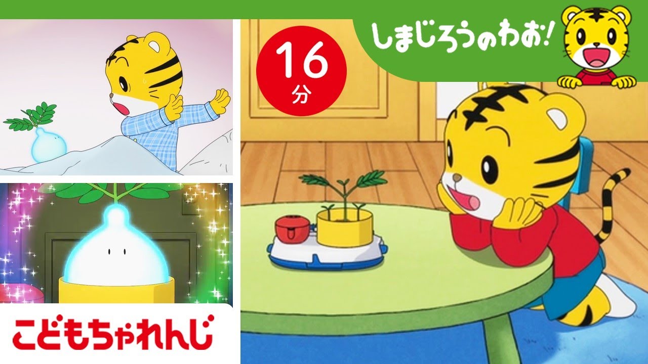 【16分アニメ】ぼくだけの オジギソウ🌱「ぺこりん」からの おねがいって？| 植物を大事に育てる気持ち | しまじろうのわお！アニメ | しまじろうチャンネル公式