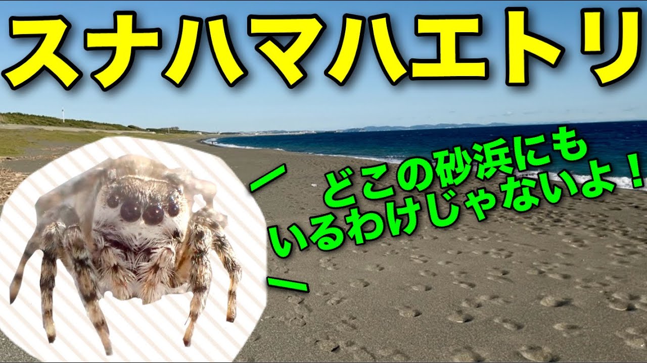 スナハマハエトリがいる場所を解説します