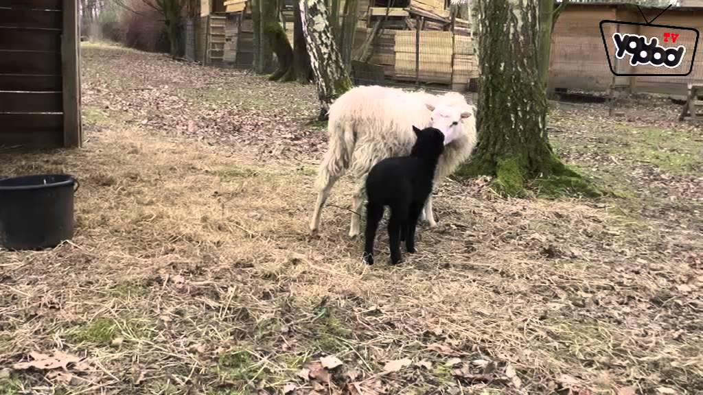 youpod TV: Schwarzes Lamm in Garath