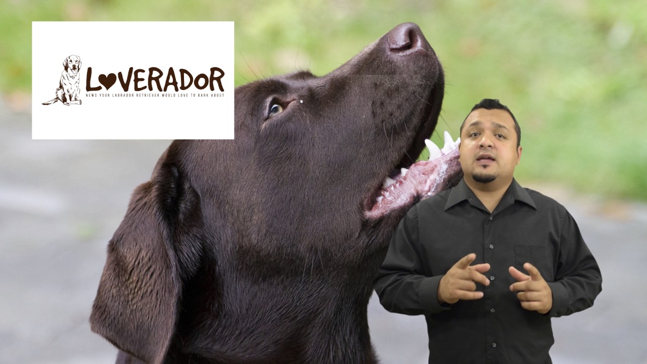 Help!  What should I do about my Labrador’s Barking?