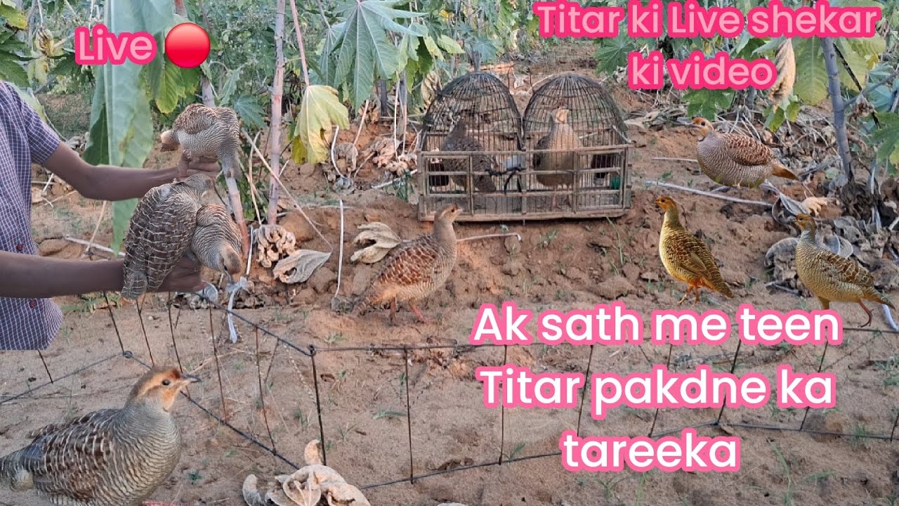 Ak sath me Teen Titar pakdne ka tareeka Live Jangali Titar pakdne ka tareeka 