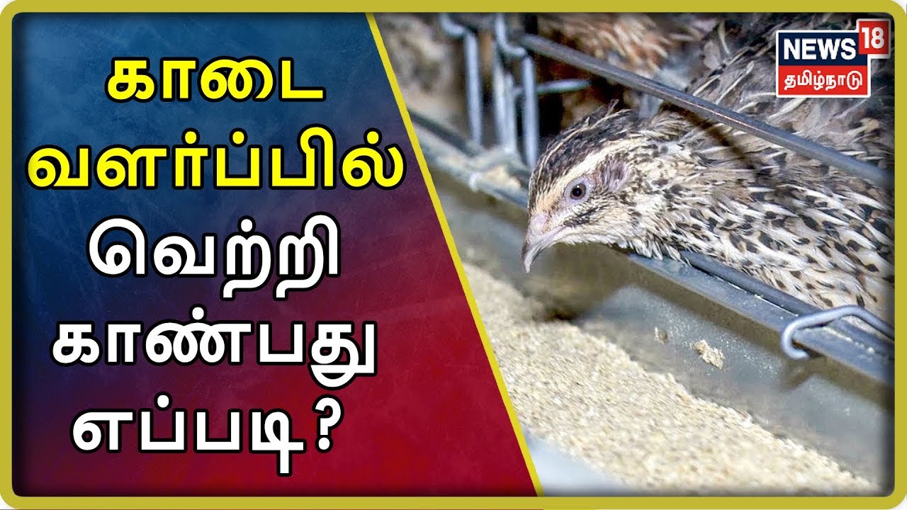 பயிர்த்தொழில் பழகு: காடை வளர்ப்பில் வெற்றி காண்பது எப்படி? -
