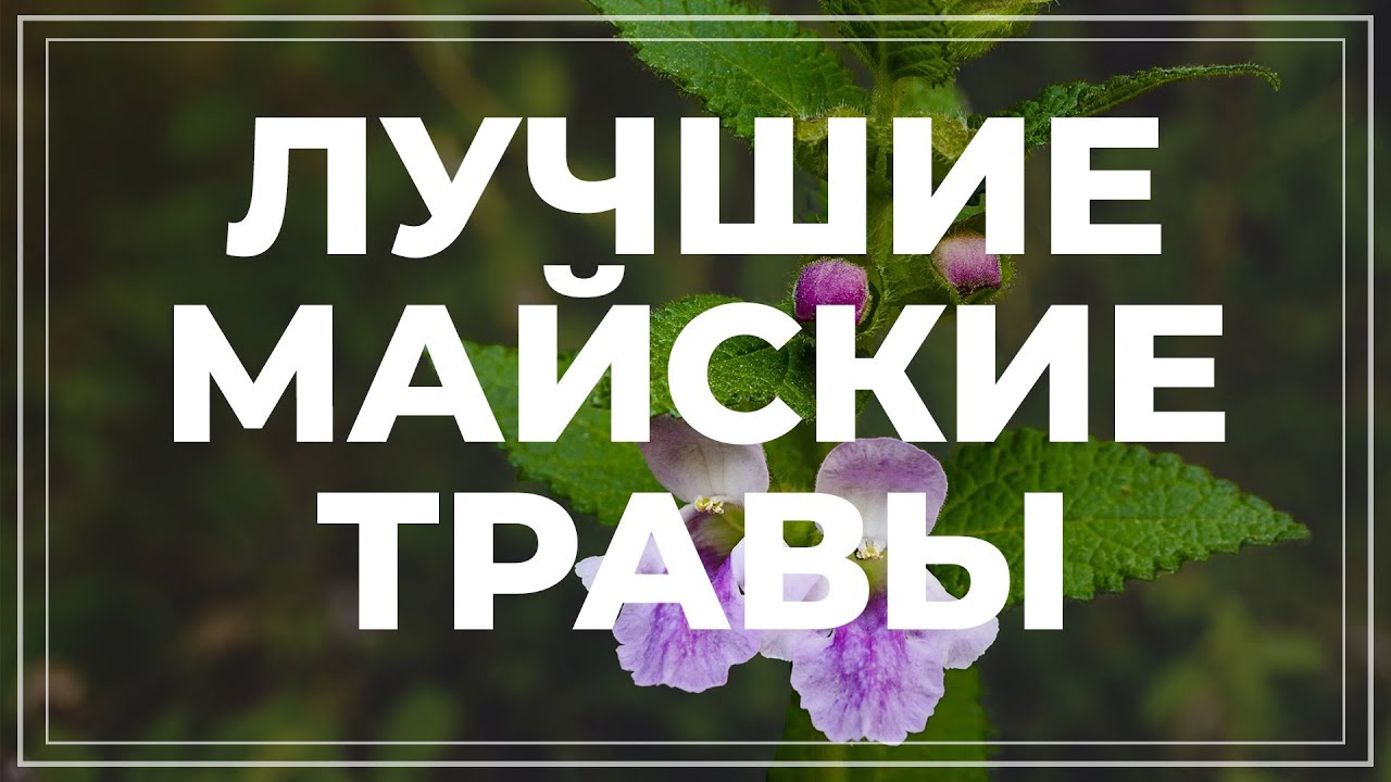 Майские травы. Какие травы собирать весной