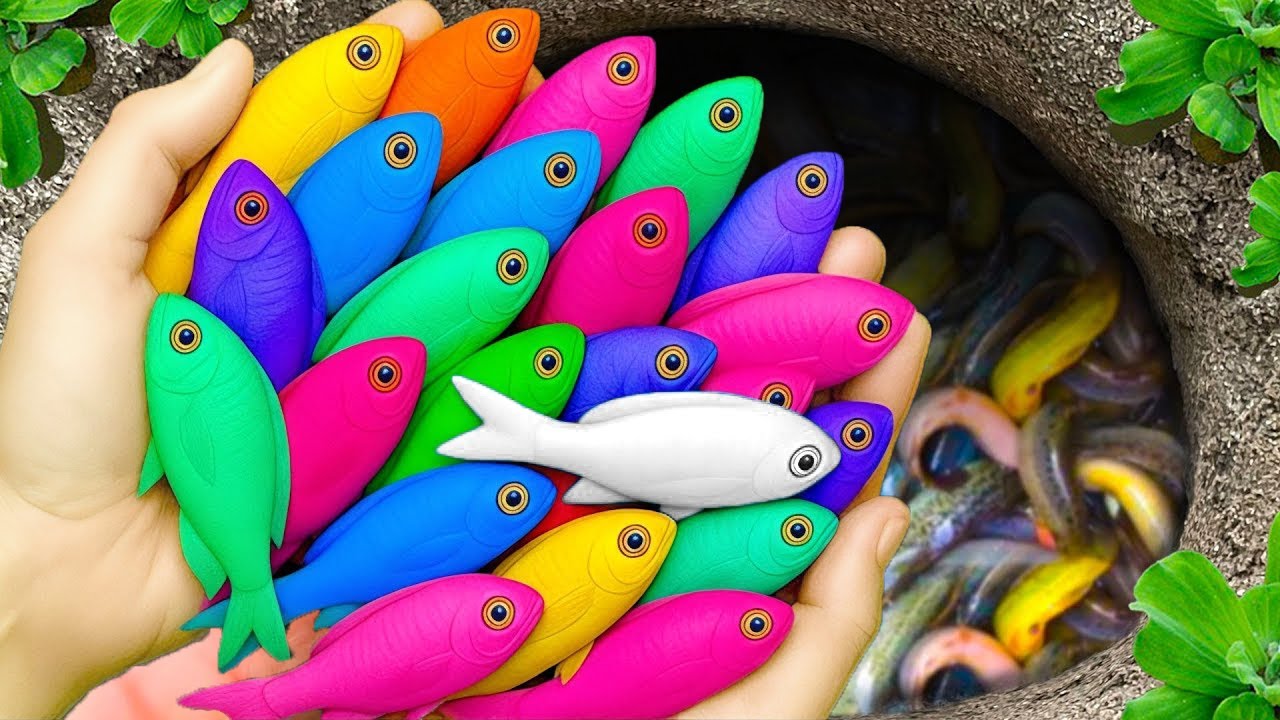 Catch beautiful aquarium fish in small pond colorful baby turtles, glass fish, eel, koi, pencil fish