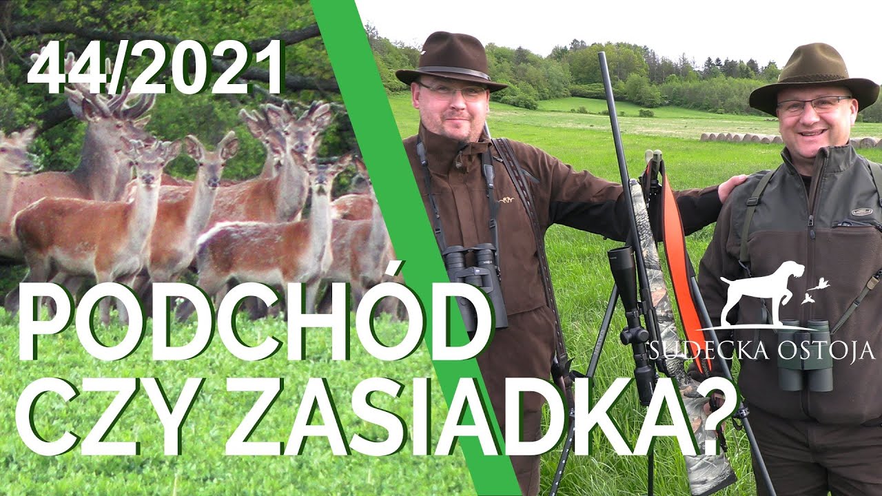 SUDECKA OSTOJA 44/2021. Podch&oacute;d czy zasiadka. Polowanie na rogacze i dziki. Hunting in Poland.