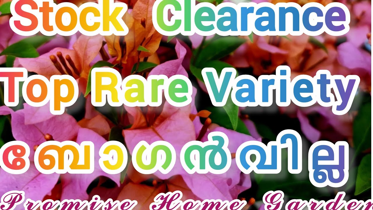 Stock Clearance Top rare variety Bougainville.