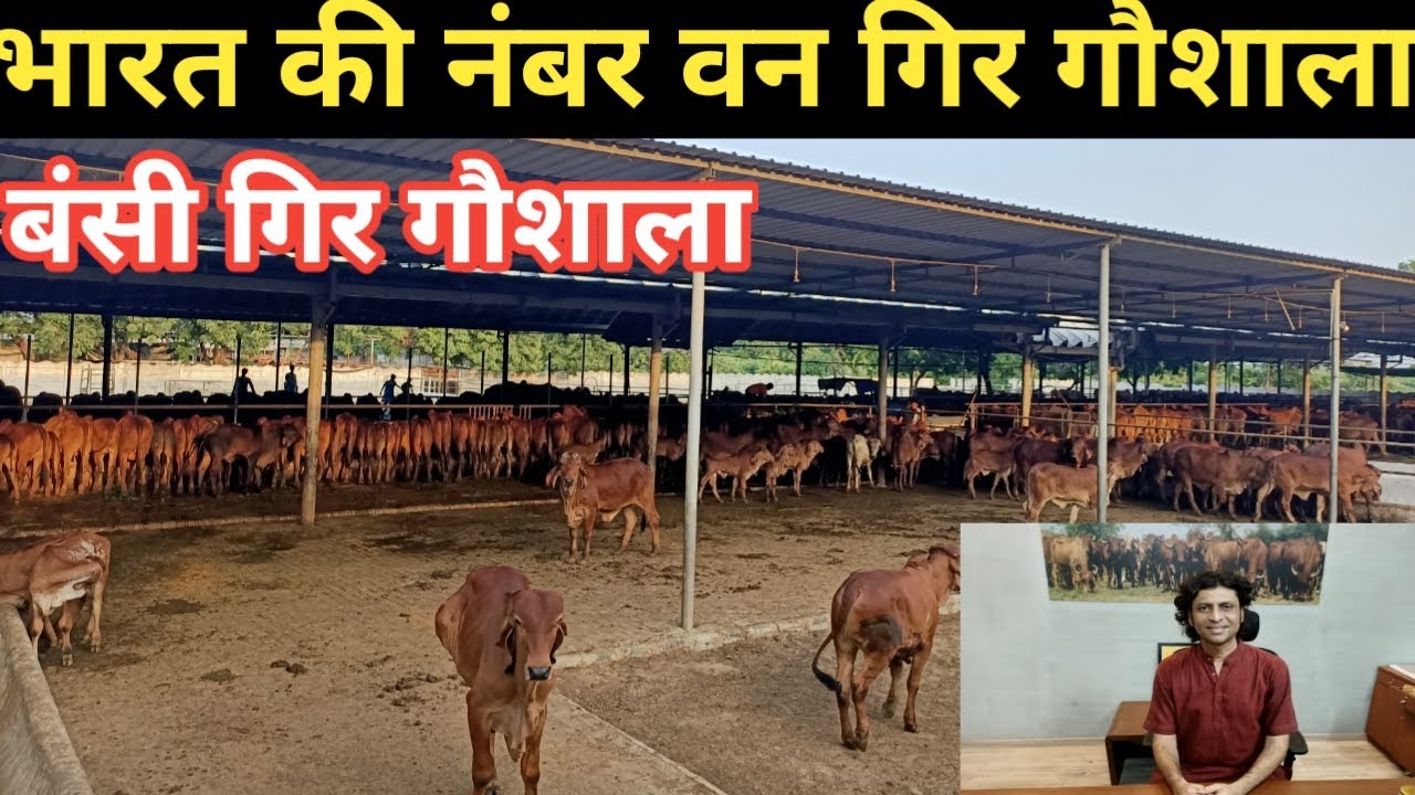 बंसी गिर गौशाला || Bansi Gir Gaushala|| Gopal Sutaria