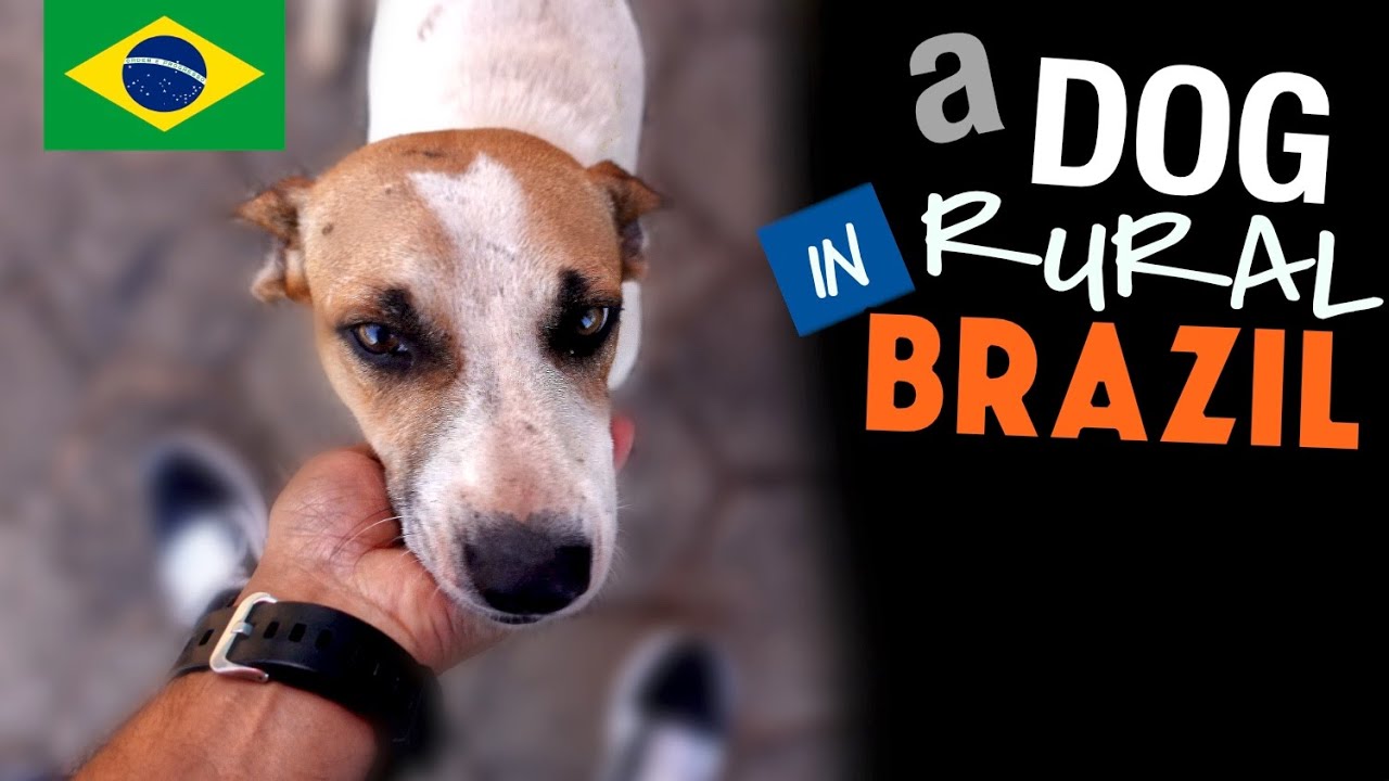 A DOG IN RURAL BRAZIL
