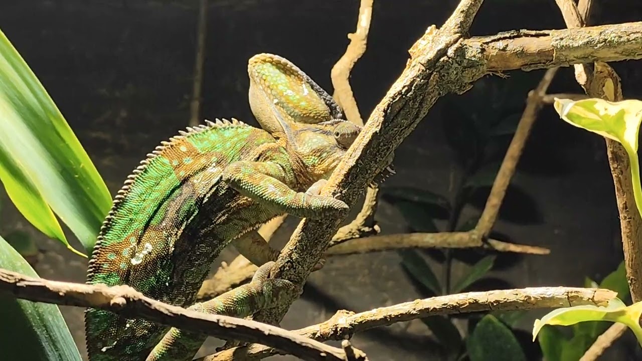 Chameleon 