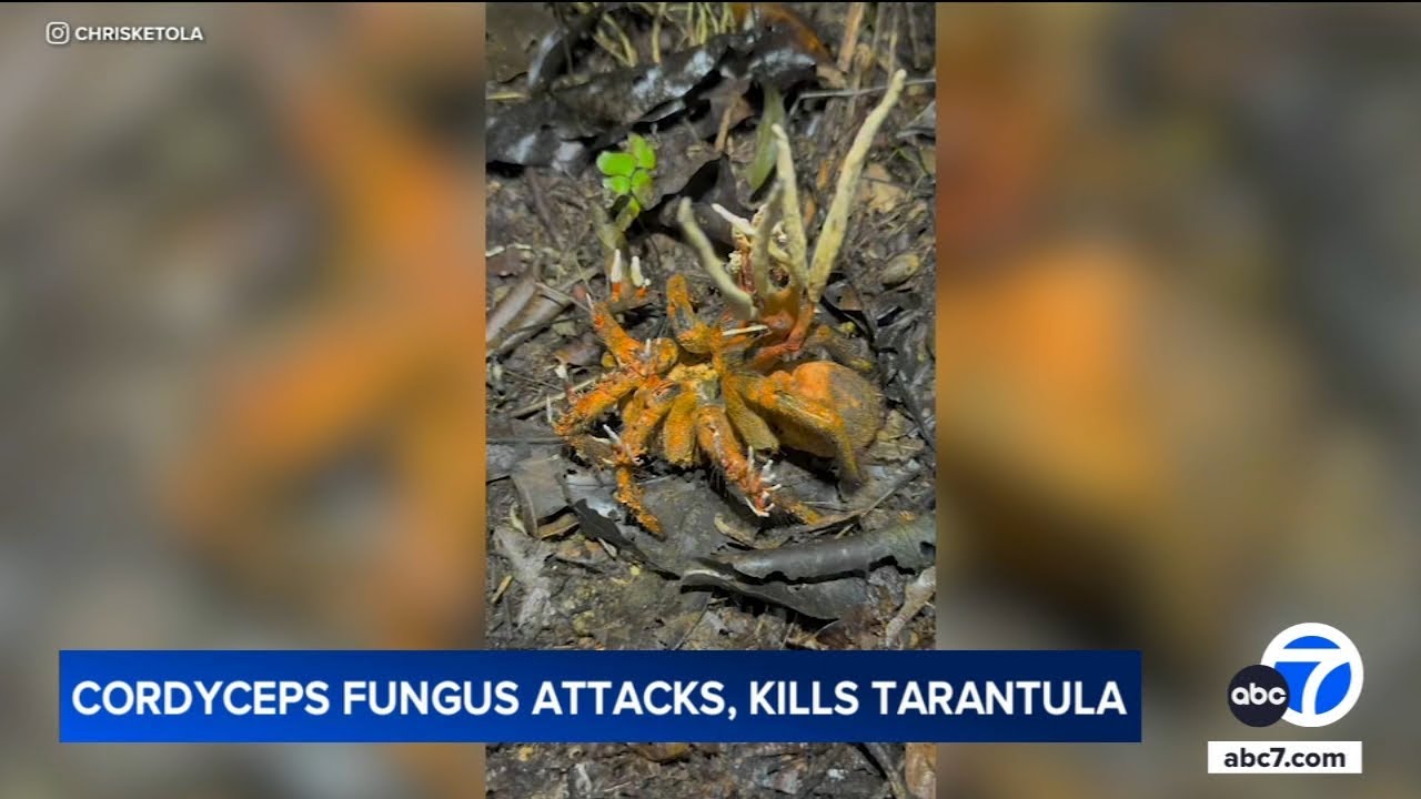 Zombie fungus that inspired 