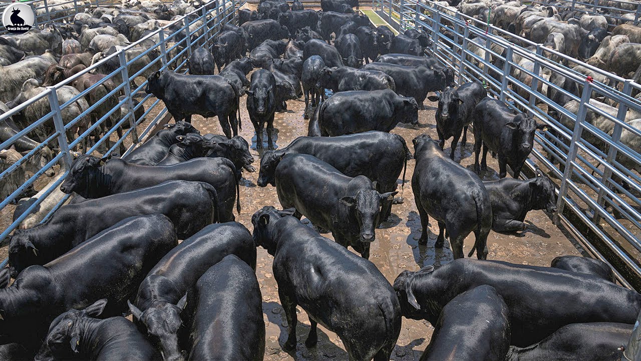 Cómo la agricultora de Japón crea la carne más cara del mundo | Granja De David