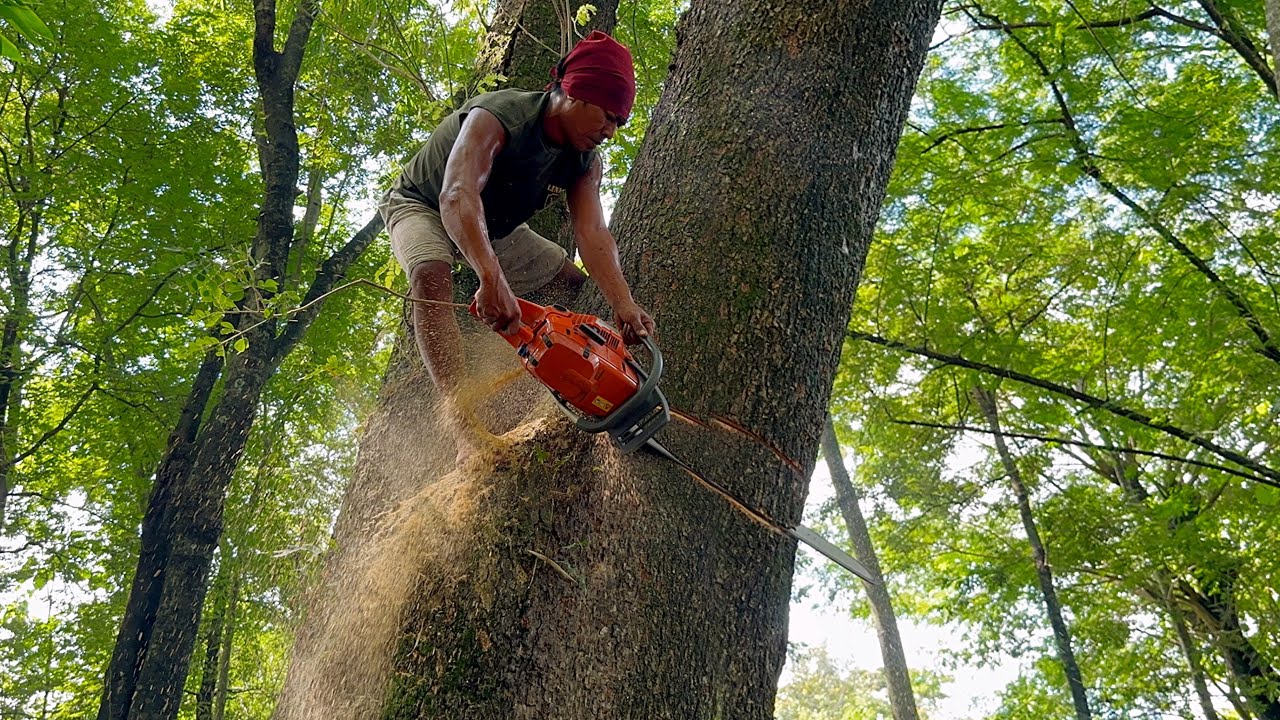 Too difficult for replacement operators ‼️ Cut down large, branching trees.