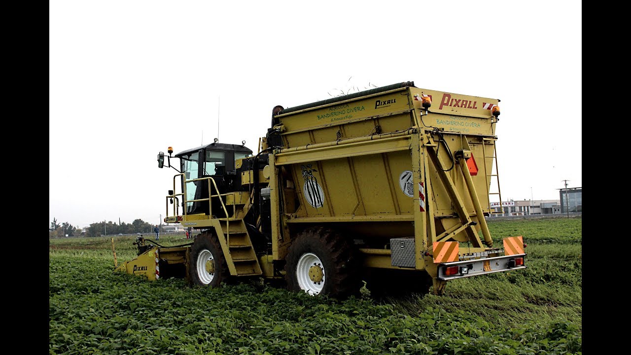 GREEN BEANS HARVEST IN ITALY-Pixall BigJack|Raccolta Fagiolini-AGRICOLA BANDIERINO CIVERA