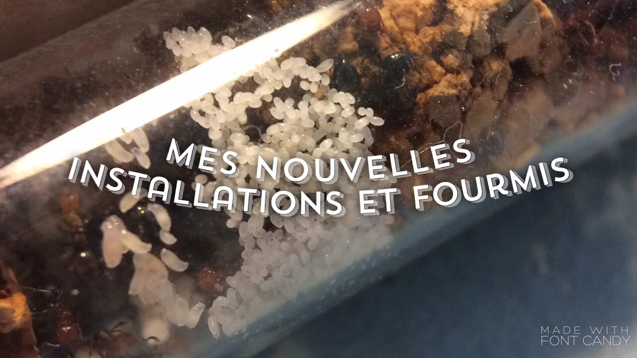 Mes nouvelles installations pour fourmis