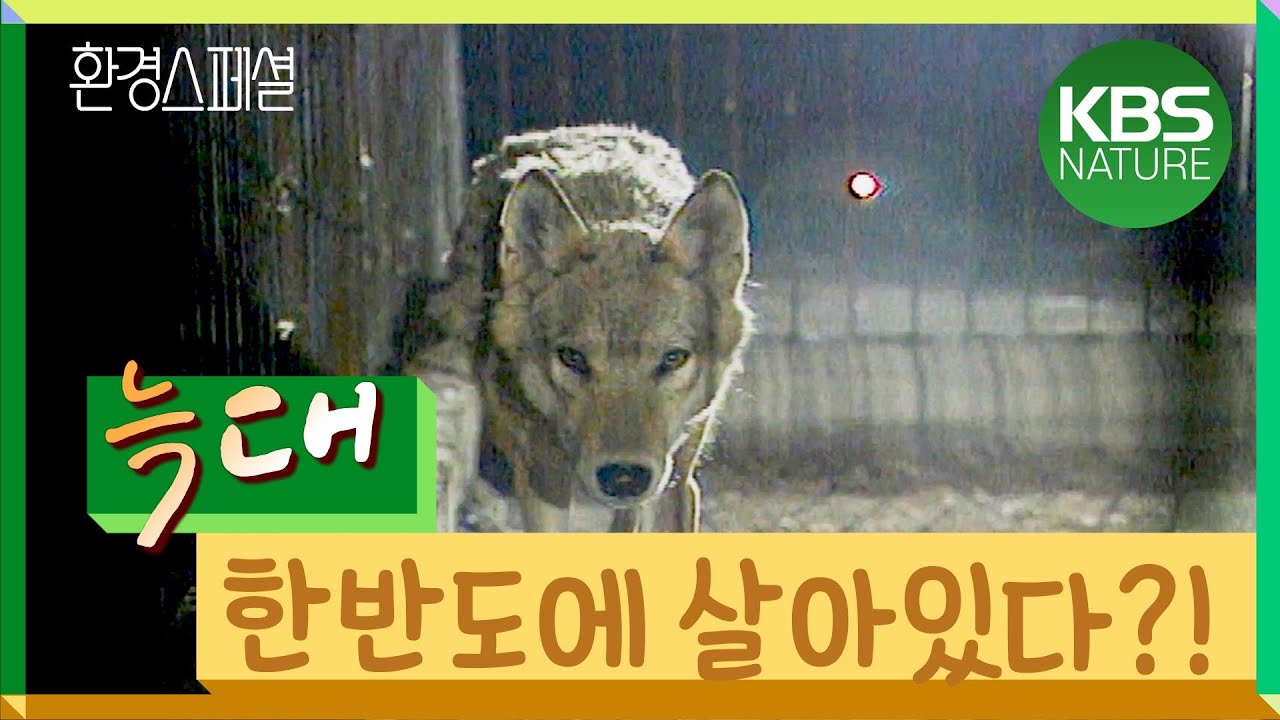 [시청자 요청] 한반도에 늑대가 살아 있다?! | 환경스페셜 
