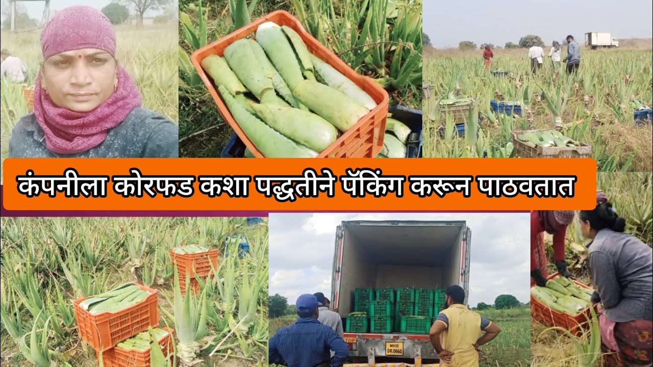 🌿 कंपनीला कोरफड कशा पद्धतीने पॅकिंग करून पाठवतात. 👌 १२० कॅरेट .!!! Jayshri Malik 🙏