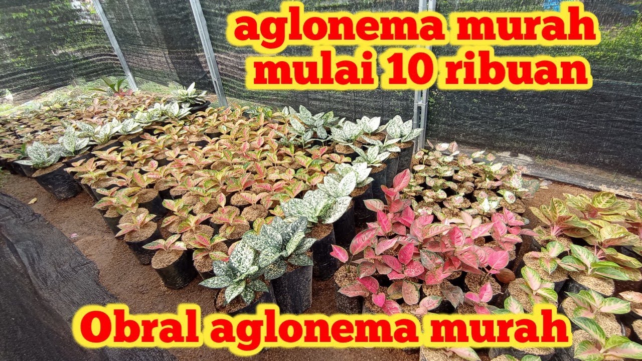 Tanaman hias aglonema murah.. Promo sepesial cuci gudang bulan Ramadhan... 