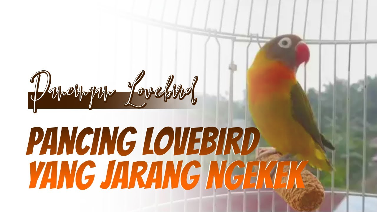 Pancingan Untuk Lovebird Yang Susah Ngekek, Langsung Respon