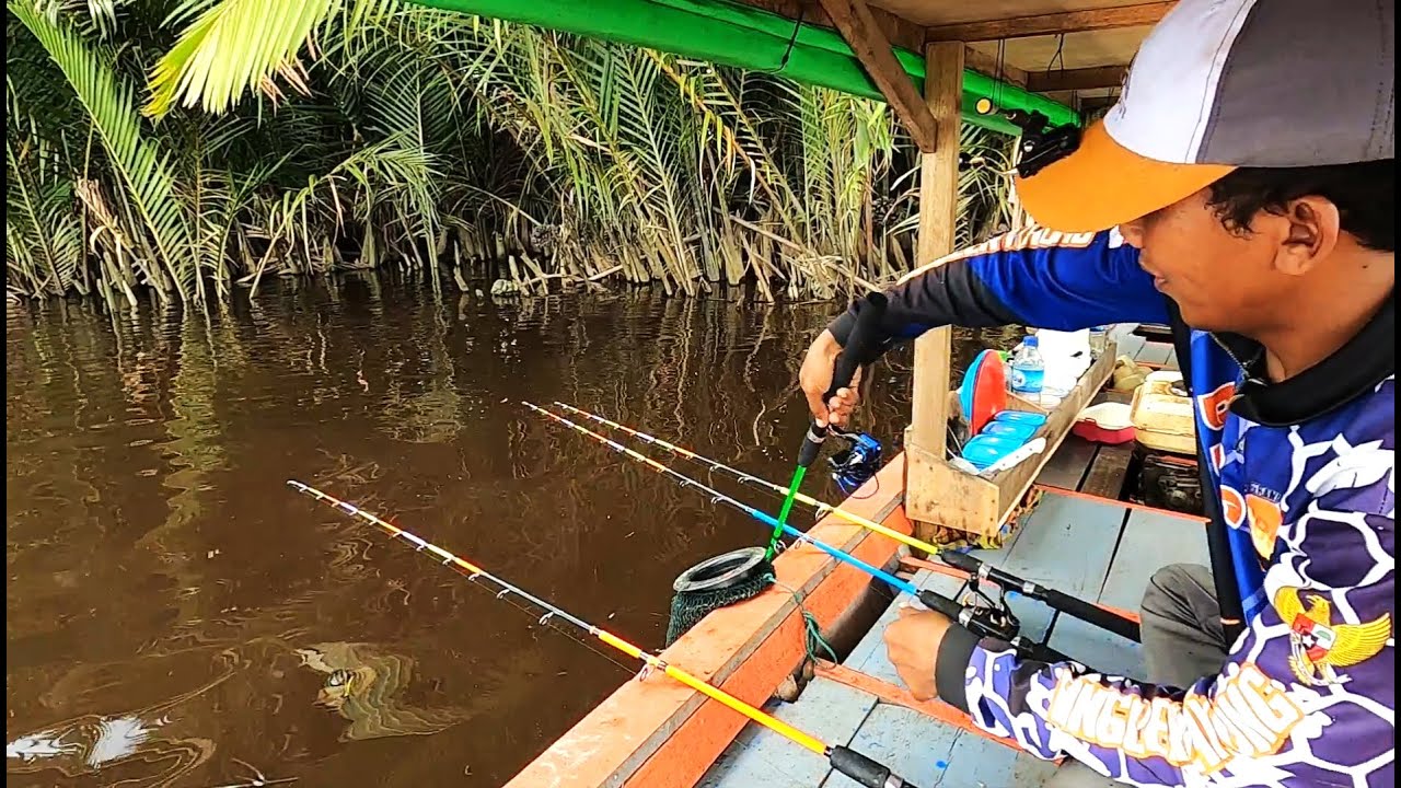 Tes joran udang baru langsung jackpot ikan mahal ditarik sampai nyelam ke air