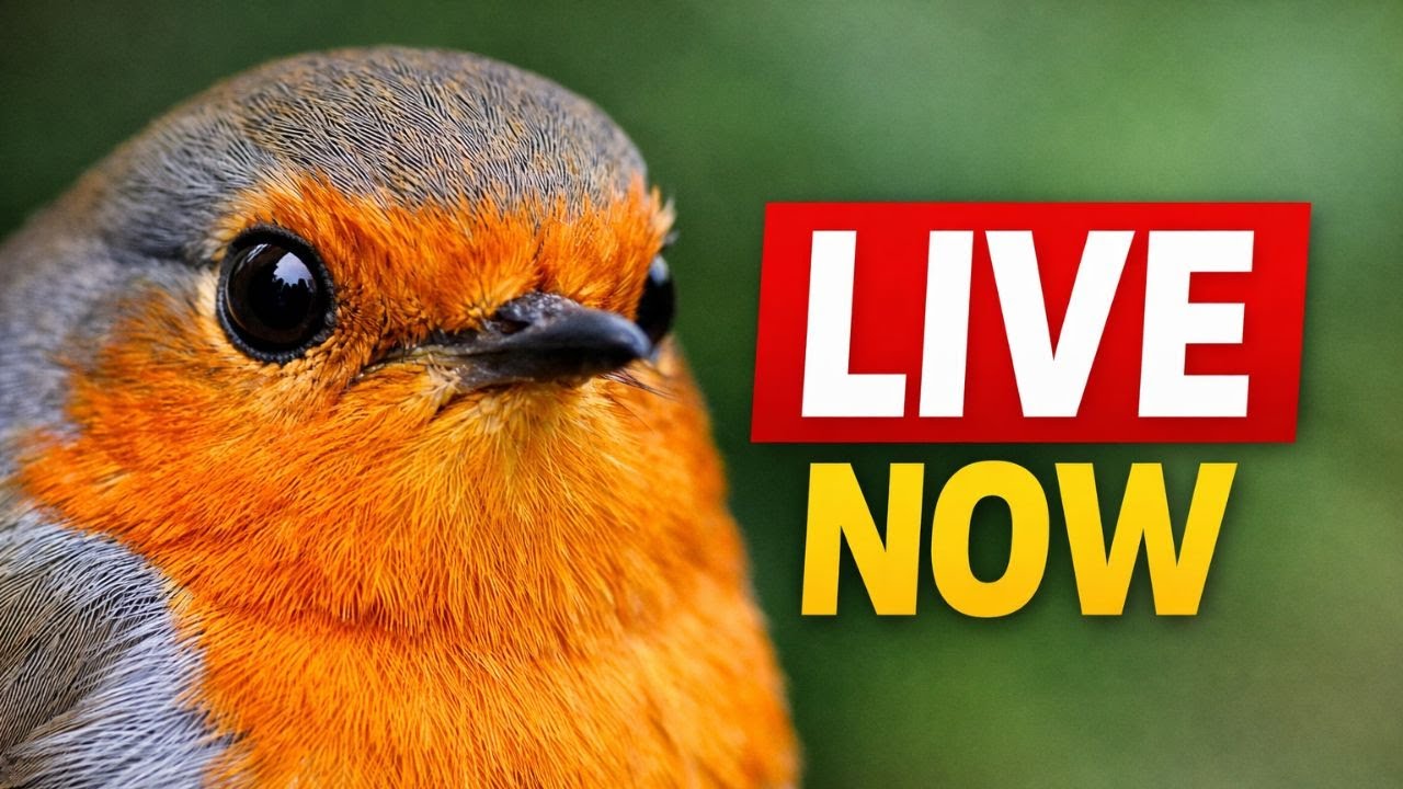 RSPB Big Garden Birdwatch 2026