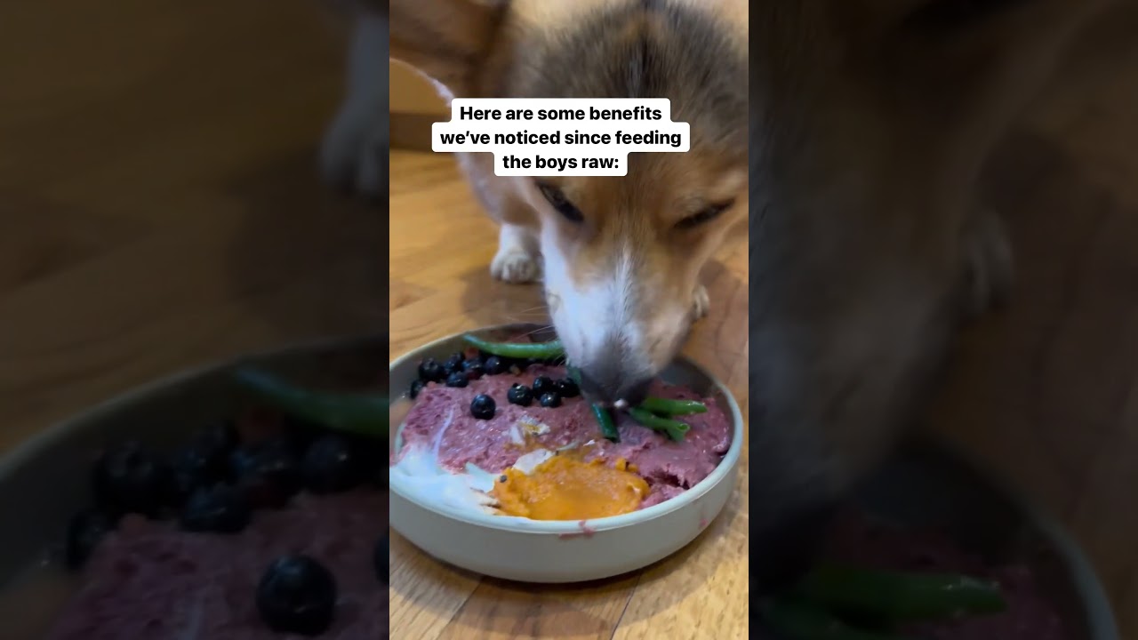 My Corgi&rsquo;s Farts Went Away After Feeding Him a Raw Diet