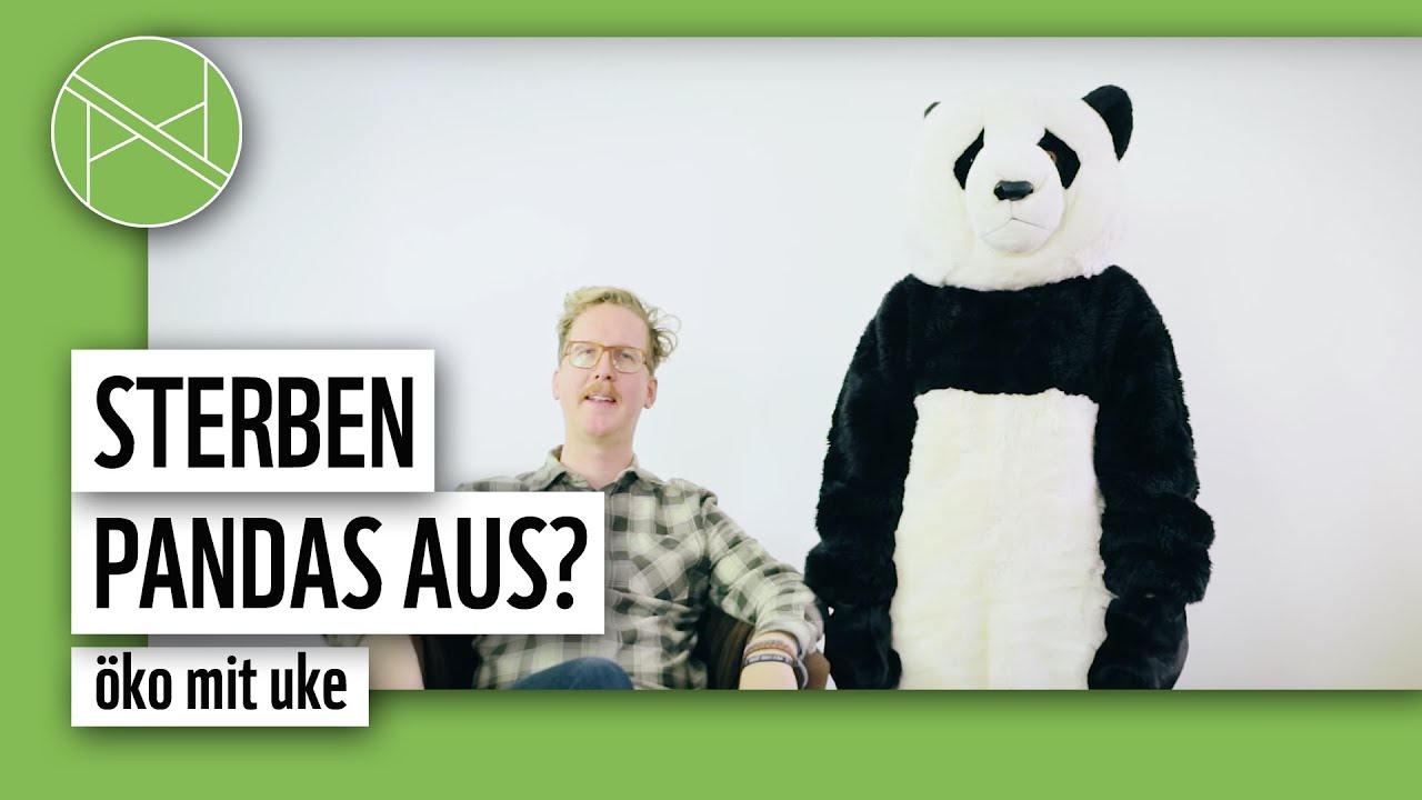 Sind Pandas vom Aussterben bedroht? &Ouml;ko mit Uke | planet : panda