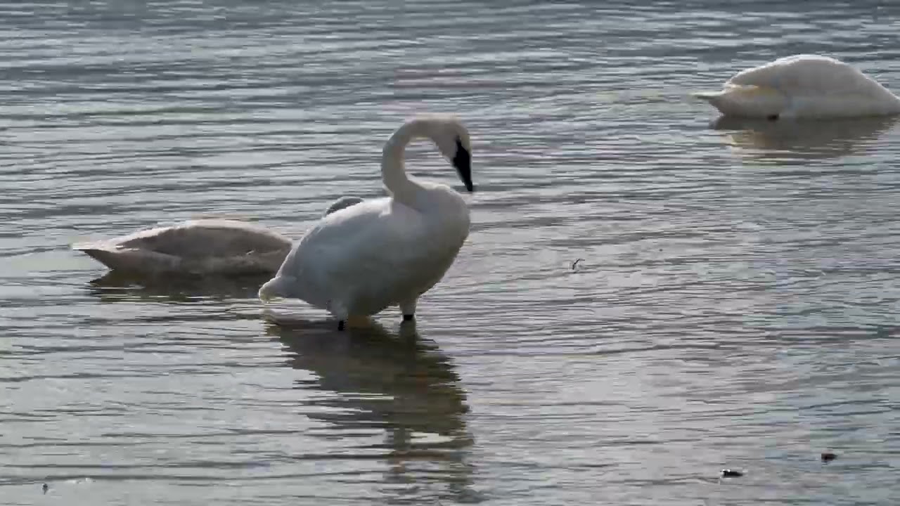 Trumpeter Swans at Deep Bay