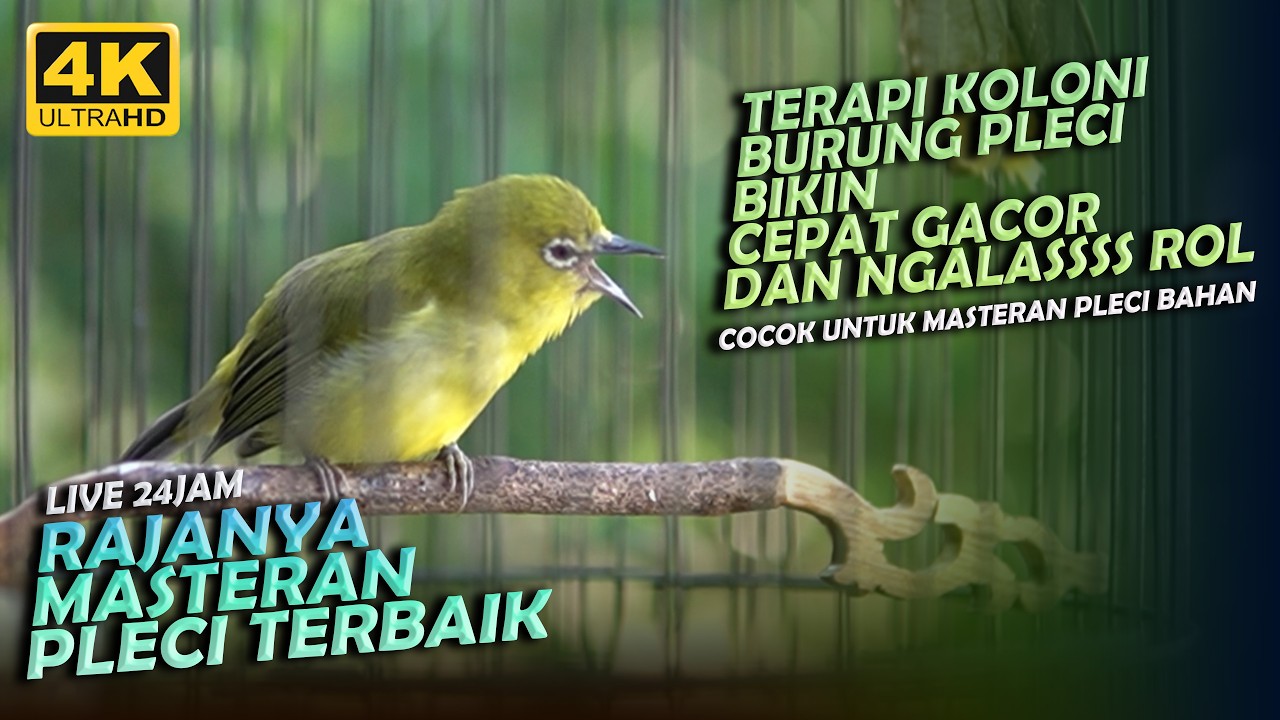 🔴 TERAPI KOLONI PLECI BIKIN CEPAT GACOR DAN NGALAS 24 JAM
