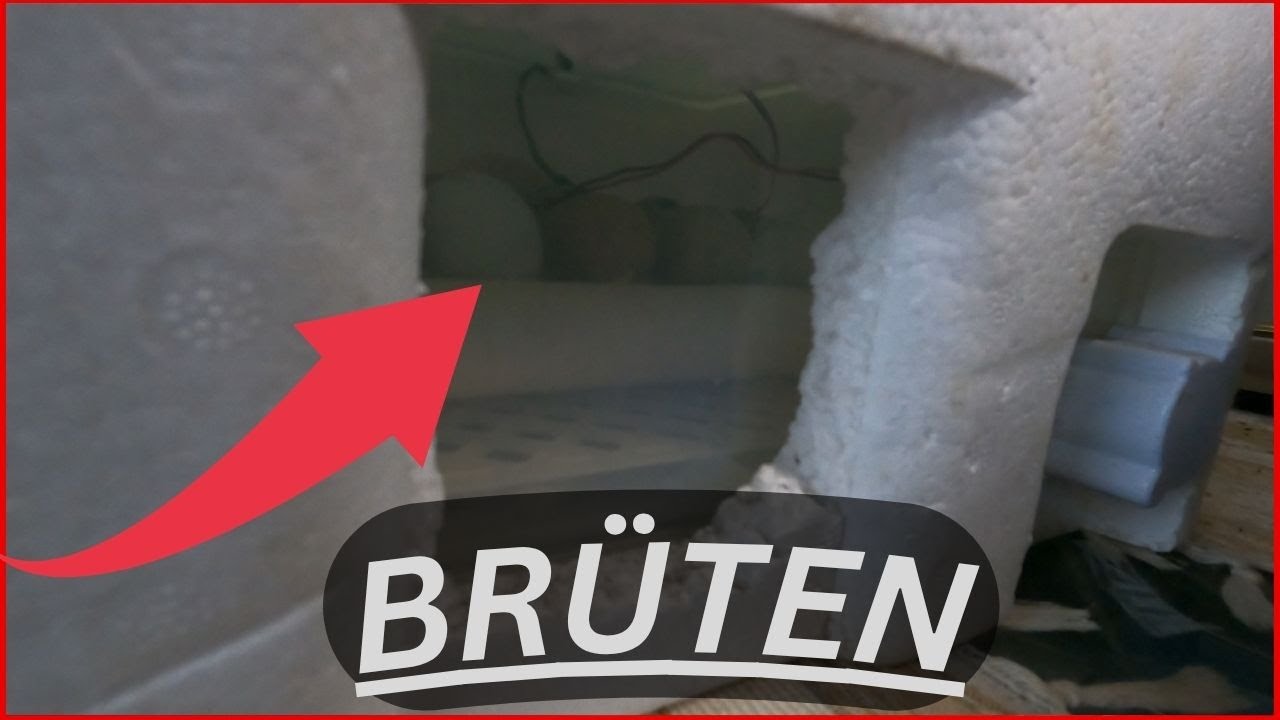 Wachteln ausbrüten bis hin zum Auszug...Seid dabei...