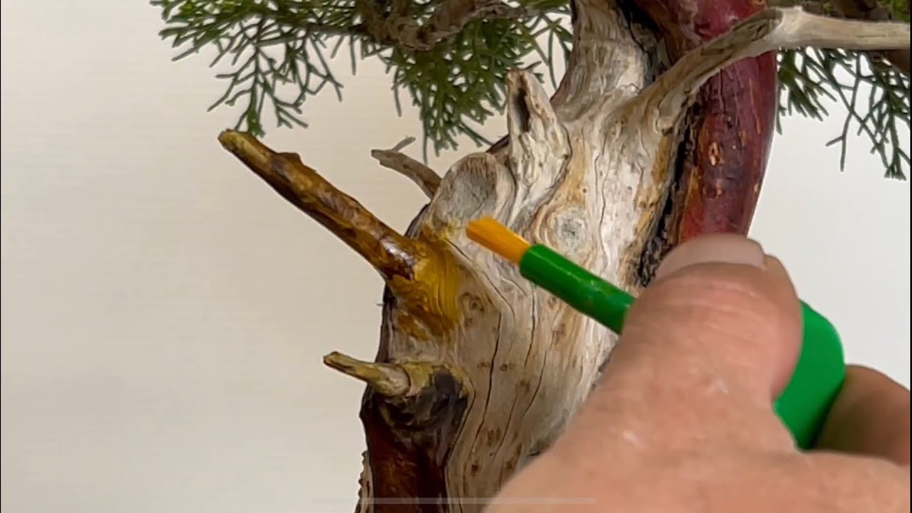 🇩🇪Arbeiten an meinem Wacholder Bonsai Teil 1 Holzbearbeitung