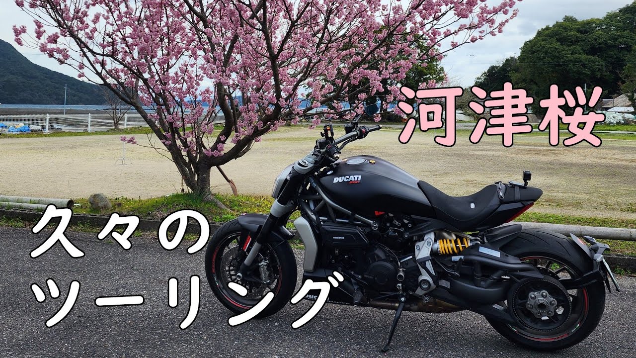 【X DIAVEL】河津桜を見に久々のバイクツーリング