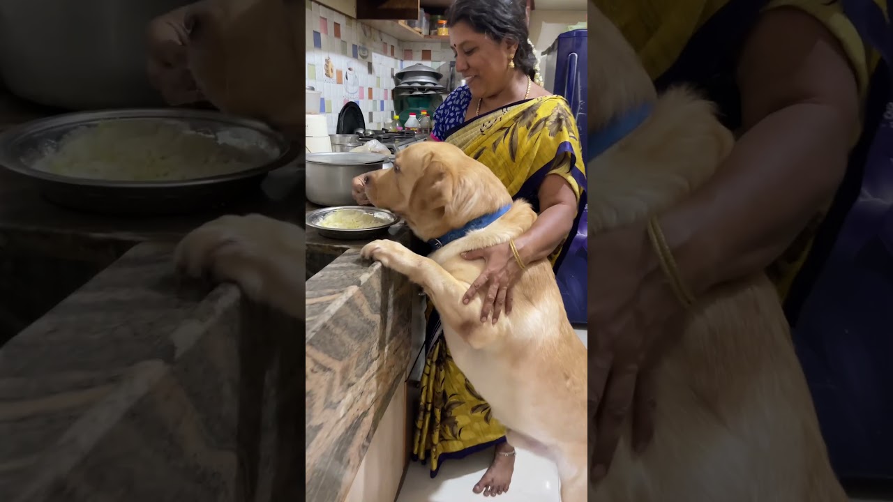 Foodie Labrador dog climbs on to eat food soon 🤤when mom prepares it #littlejohn #shorts