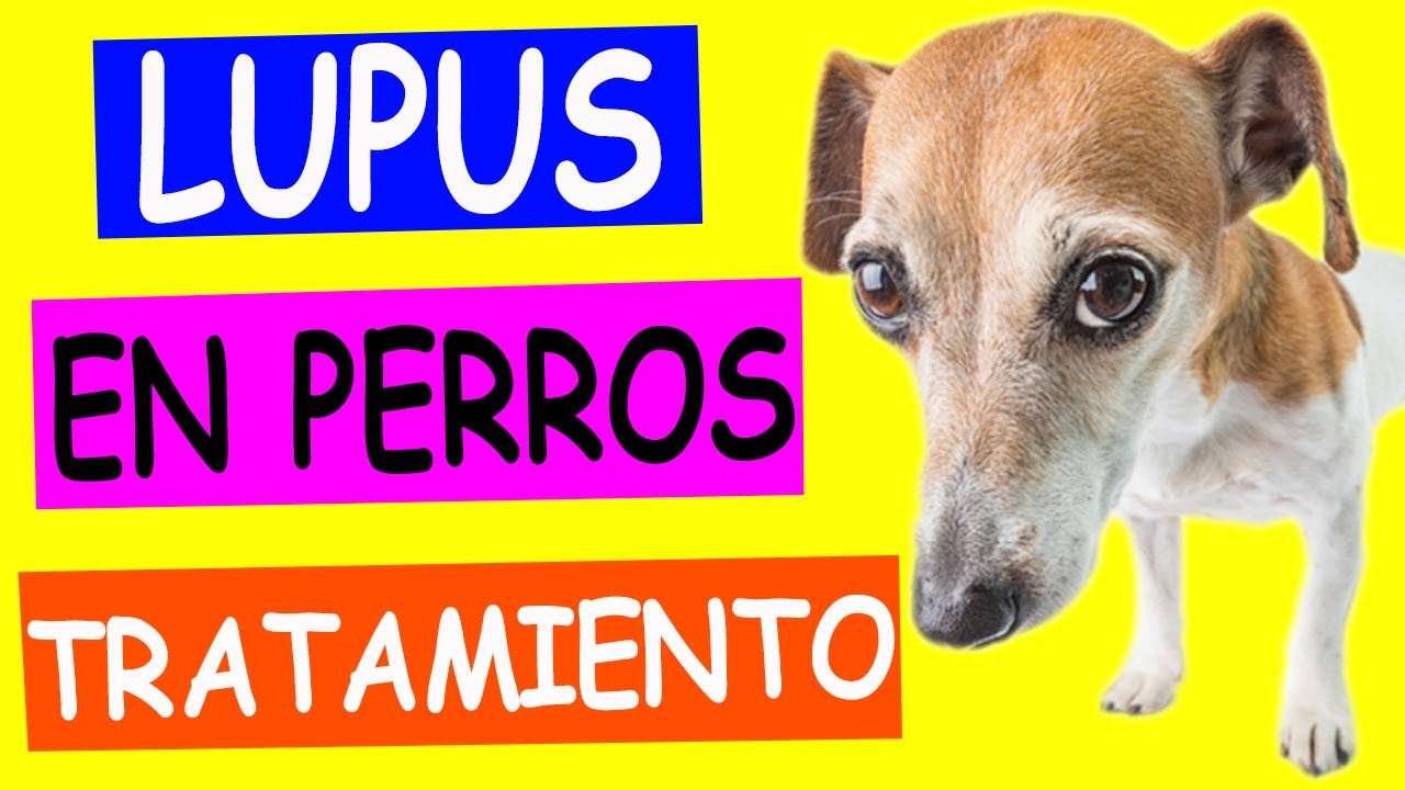 LUPUS ERITEMATOSO en PERROS