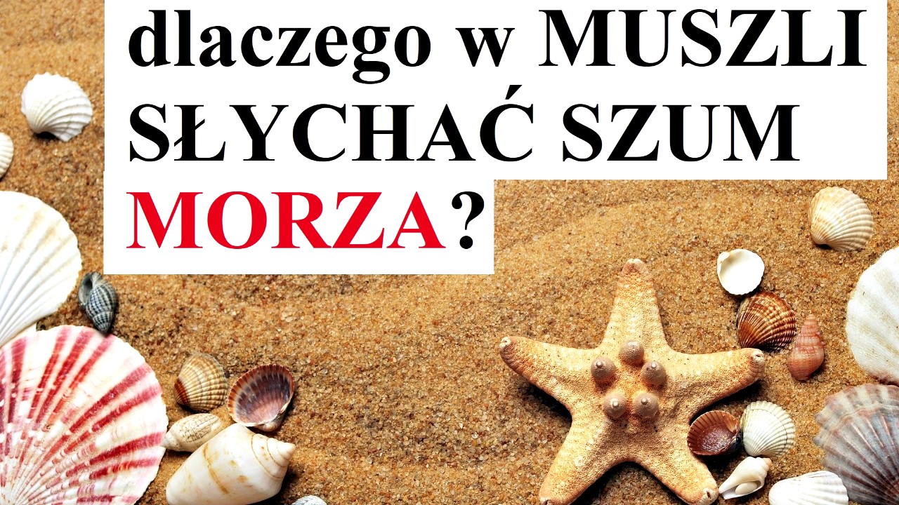 dlaczego w MUSZLI  słychać szum MORZA?