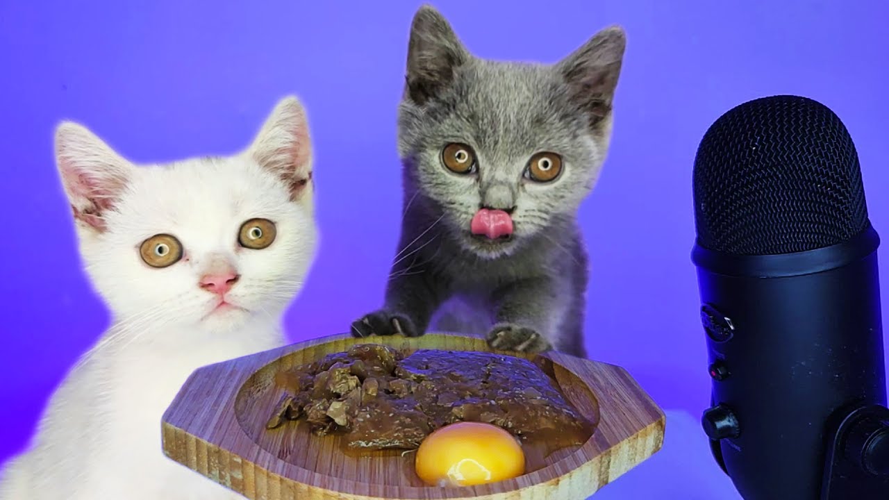 Kittens Eating Egg Yolk & Wet Cat Food ASMR