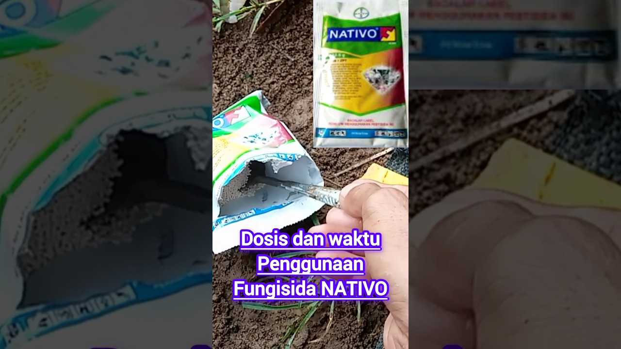 fungisida NATIVO untuk tanaman cabai #fungicides #bacteria #foryou #shorts