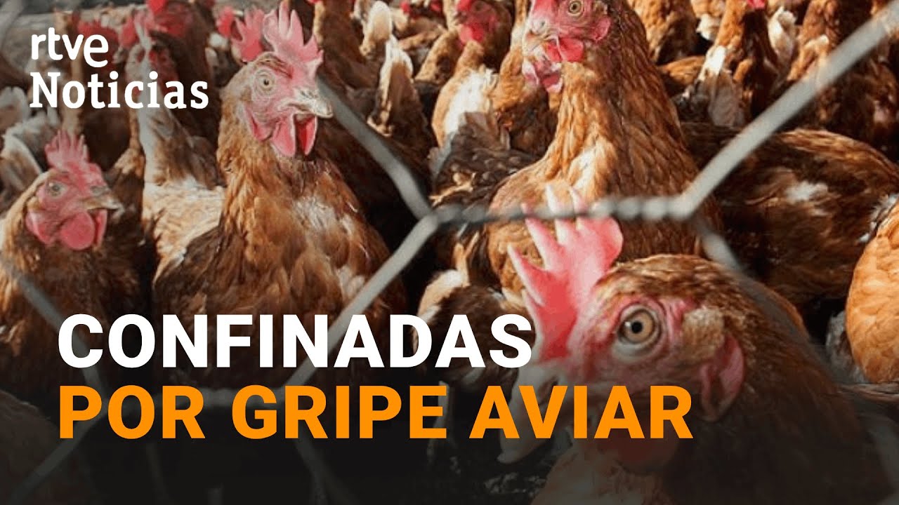 GRIPE AVIAR: El aumento del RIESGO OBLIGA a prohibir la cría de AVES DE CORRAL al aire libre | RTVE