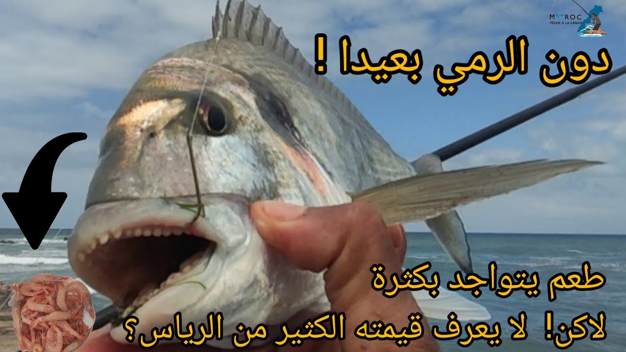 Pêche Au Maroc 2023:صيد زريقة#pêche dorade royale#pesca dell'orata#seabream fishing#pesca de dorada