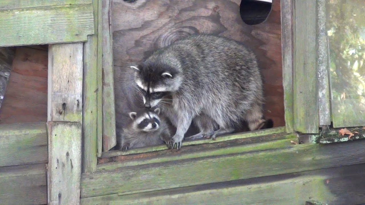 Cute Baby Raccoons in Trouble, Mother to the Rescue
