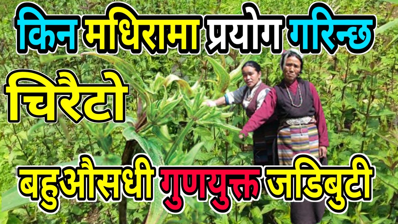 चिरइताको औसधिय गुणहरू || A Brife Introduction To Wild Swertia || Benefits Of Chiraito || Karki Binod