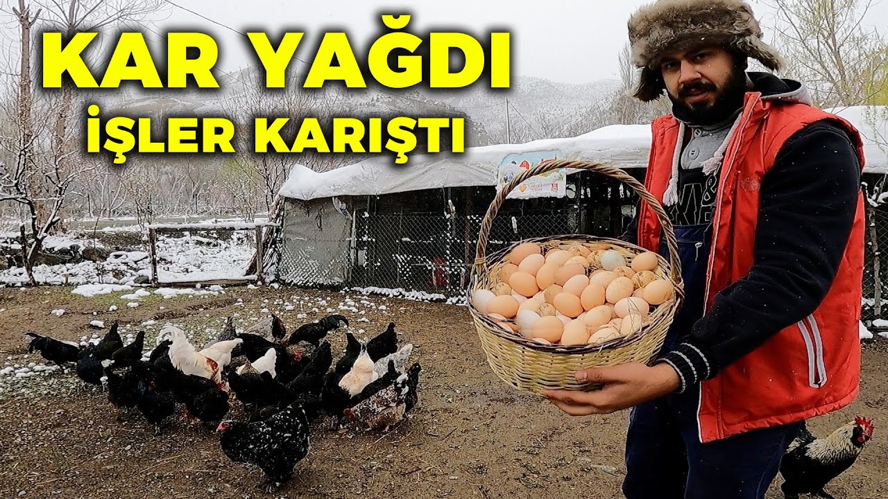 KAR YAĞDI ! Folluklardan Yumurta Toplama - Beton Temeli Kırdık - Bıldırcınlar Çıkıyor
