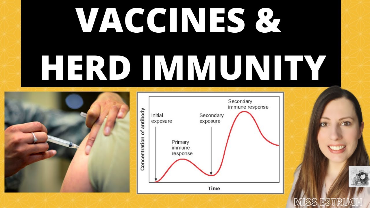 A-level Biology VACCINATIONS- Passive and Active Immunity.  The importance of HERD IMMUNITY.