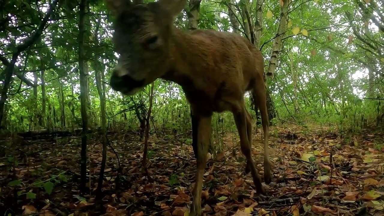 Fallow, Muntjac and Roe Deer