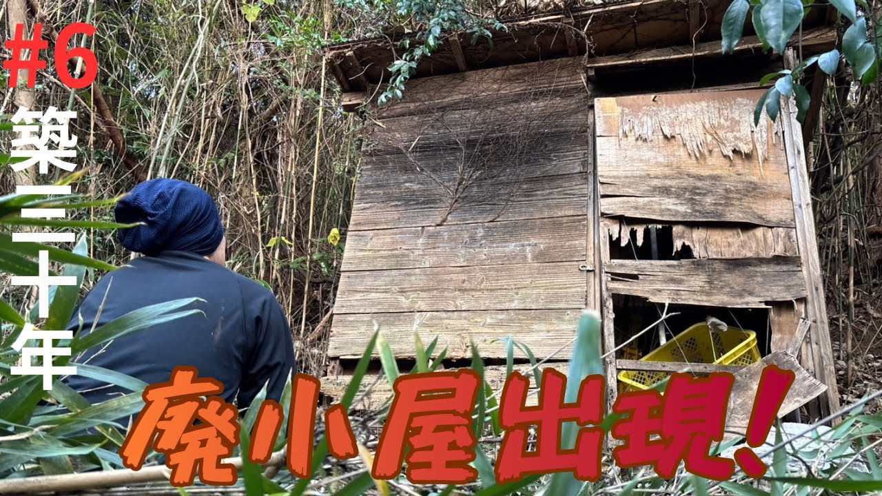 【みかん畑再生#6】30年前の小屋が現れる！伐採長い