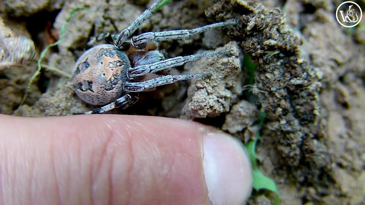 Роговой крестовик - Larinioides cornutus
