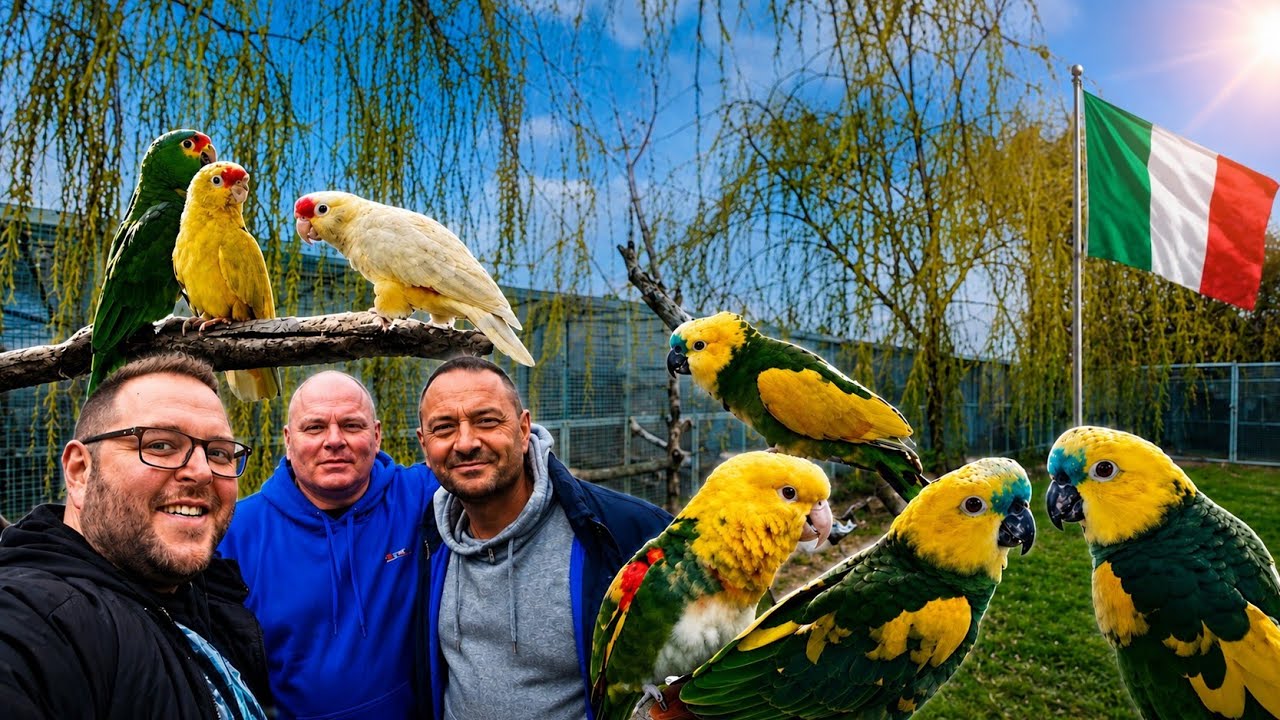 #43 PONAD 400 AMAZONEK W MUTACJACH BARWNYCH ⛔️ NIESAMOWITA HODOWLA W EUROPIE 🤩 YELLOWINGED ITALY  🇮🇹